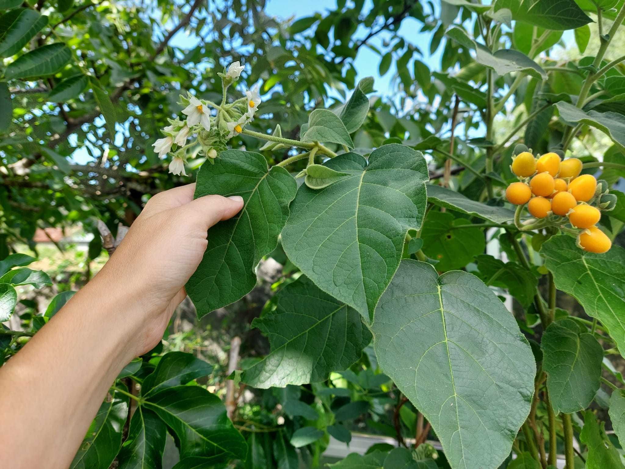 Tamarilho Anão - Solanum Abutiloides
