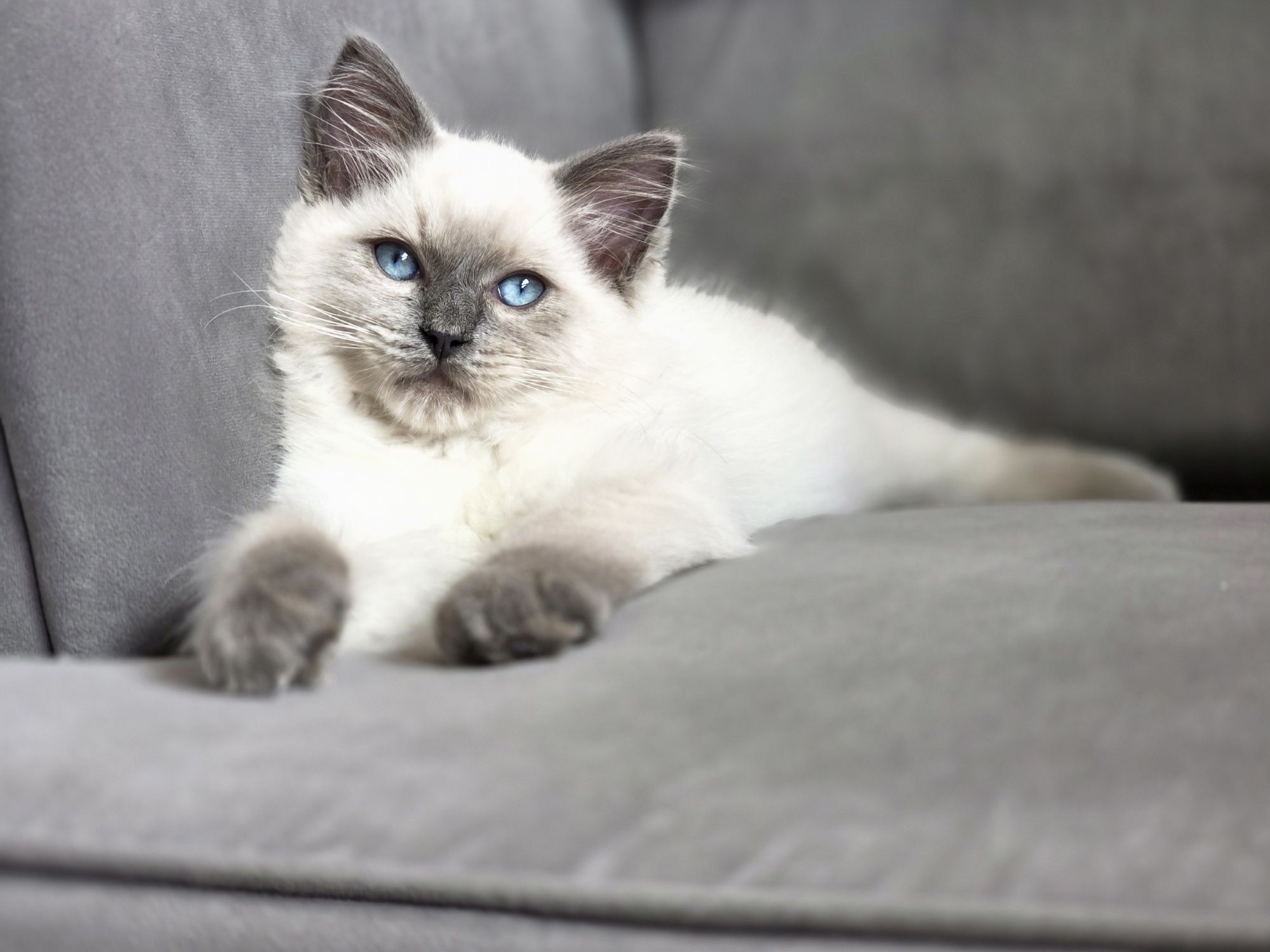 Ragdoll  rasowy z rodowodem WCF