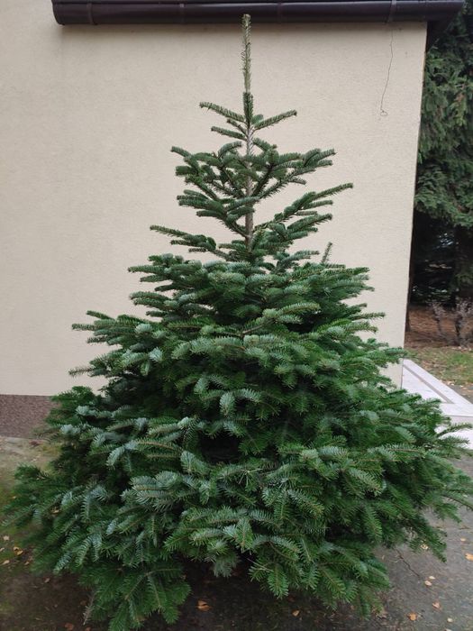 żywe choinki z dostawą