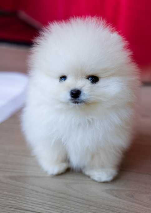 Szczenięta pomeranian szpic miniaturowy puchate, krótkie pyszczki