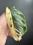 Monstera Adansonii Variegata + pakiet do kolekcji