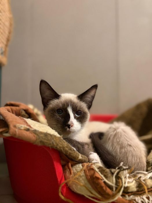 Gatinho Siamês para adoção (Dexter)