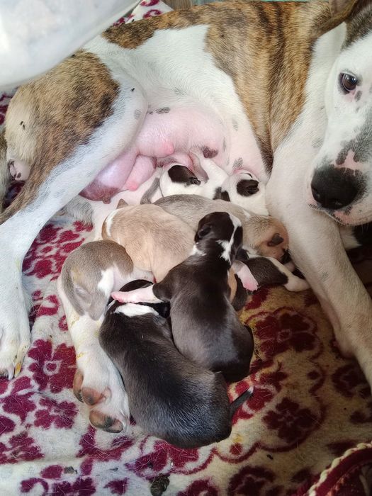 American Staffordshire Terrier