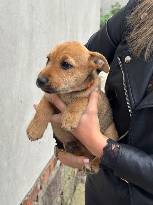 Oddam 2 miesięczną dziewczynke w dobre ręce szczeniak