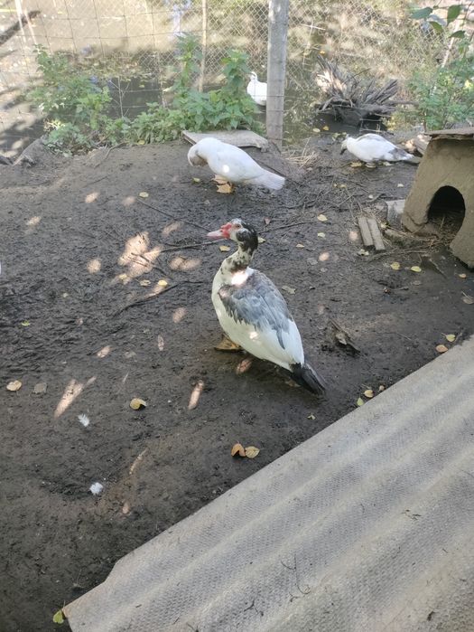 Мускусные утки на племя и на мясо.