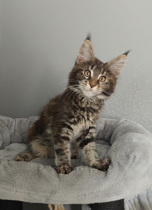 Kotka Maine Coon gotowa na zmianę domku