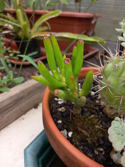 Vendo varias suculentas e cactos