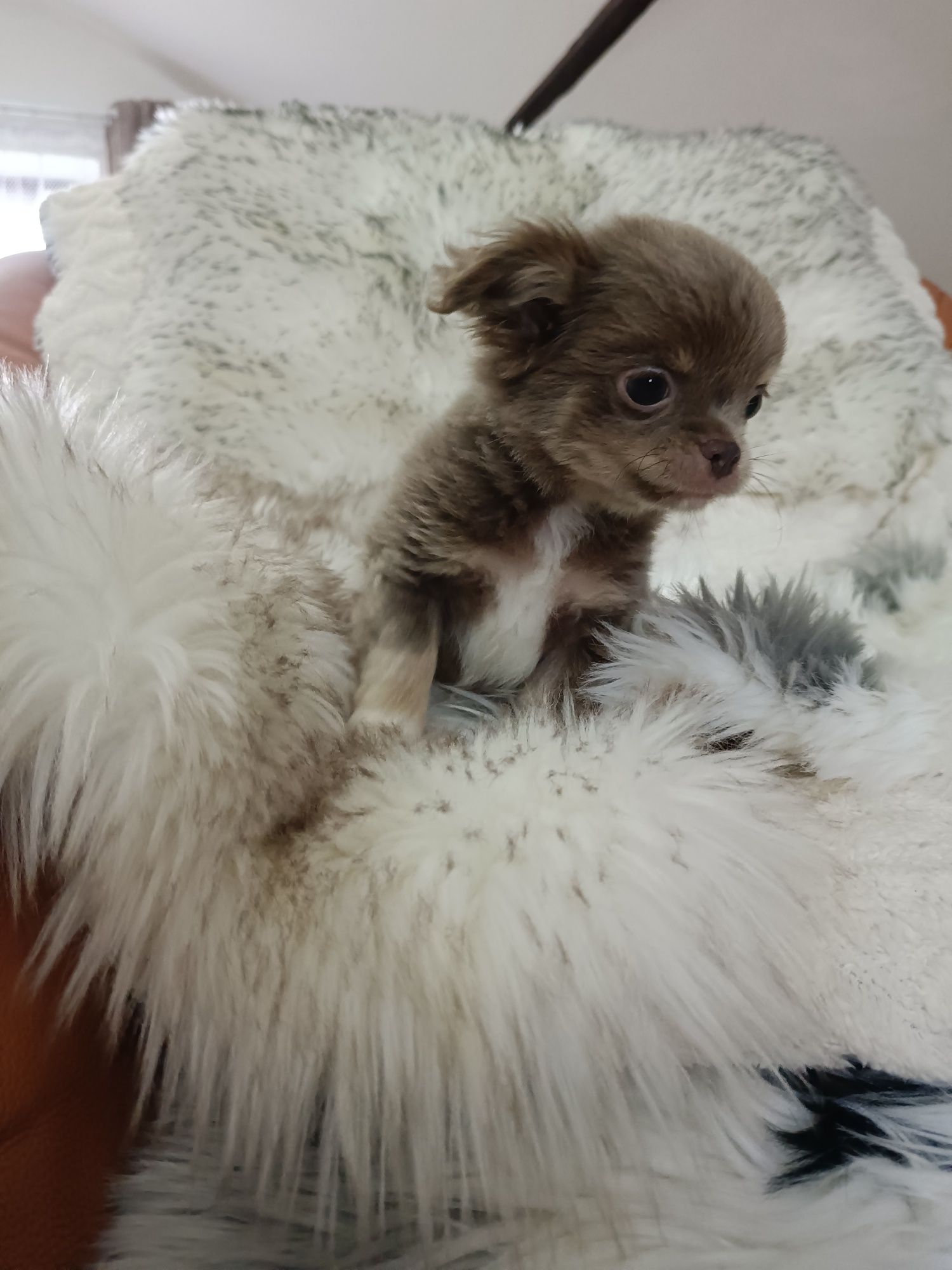 *** Gotowy Do Odbioru *** Śliczny Liliowy Chłopczyk Chihuahua ***
