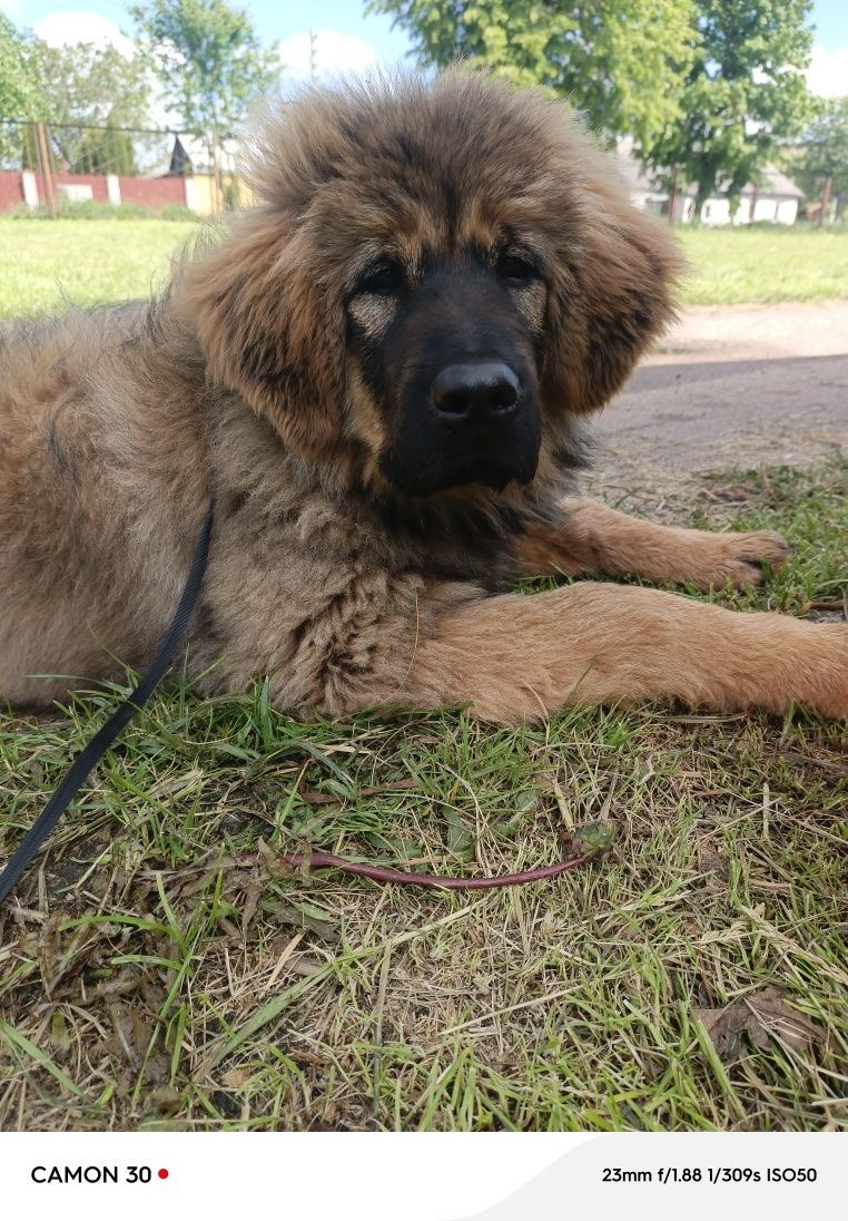 Цуценята Тибетського мастифа