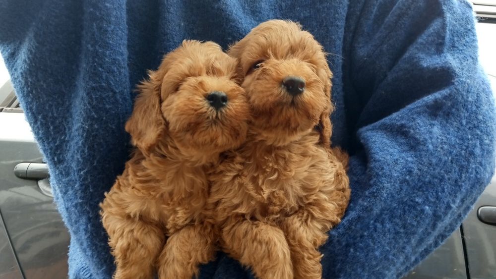 Хлопчики той пуделів