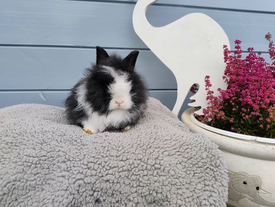 Sprzedam karzełka Teddy