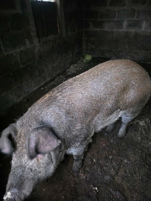 Продам свинью,домашния дюрок !