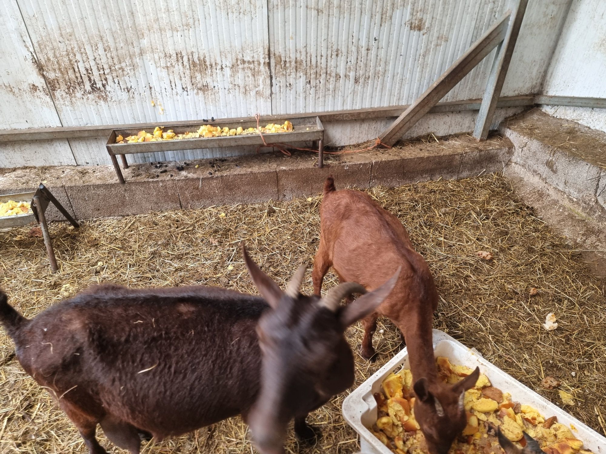 Cabras marciana novas a dar leite.