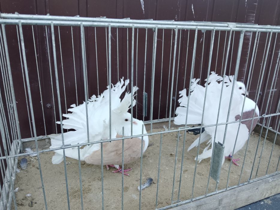 Pawiki tarczowe para