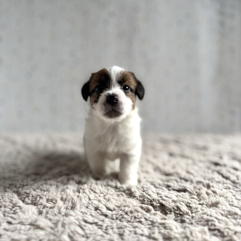 Jack Russell Terrier- biało-brązowy piesek z rodowodem FCI
