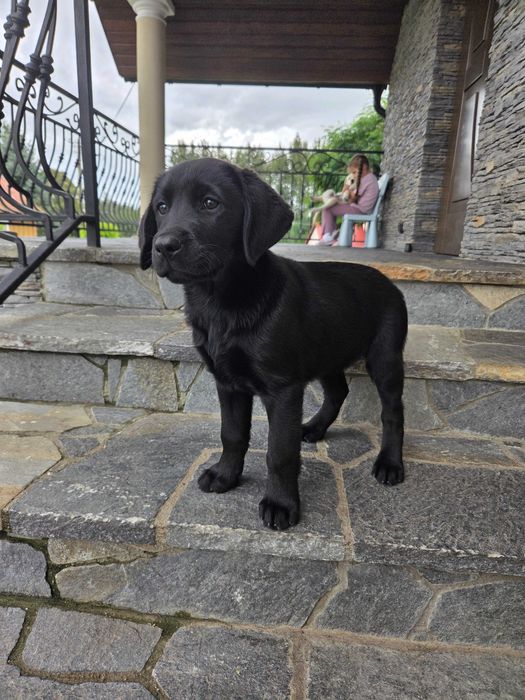Labrador retriever szczeniak