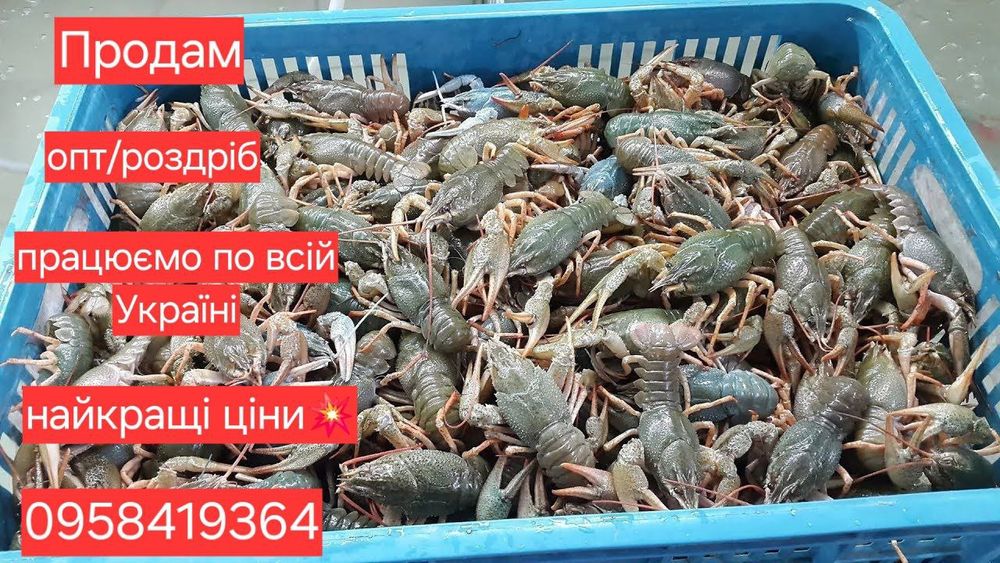 Продам живих раків