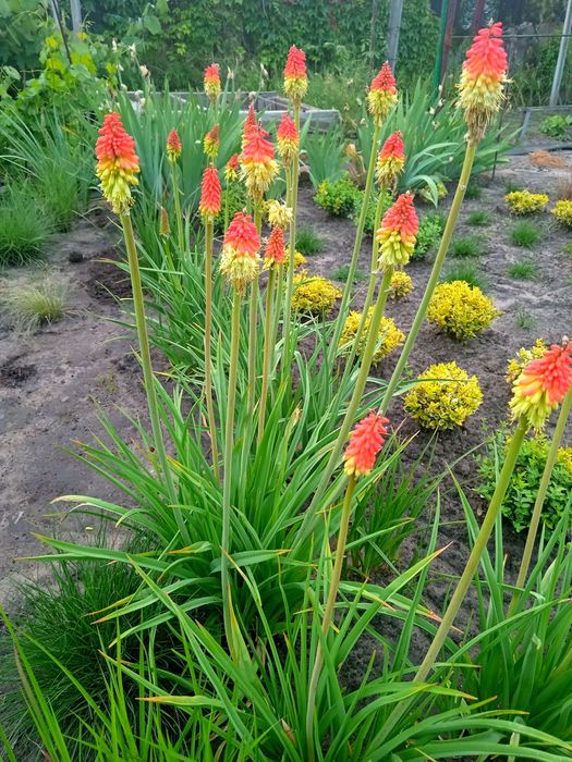 Книффофия ягодная