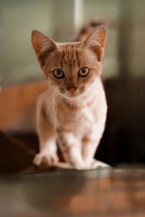 Отдам даром в добрые руки котят