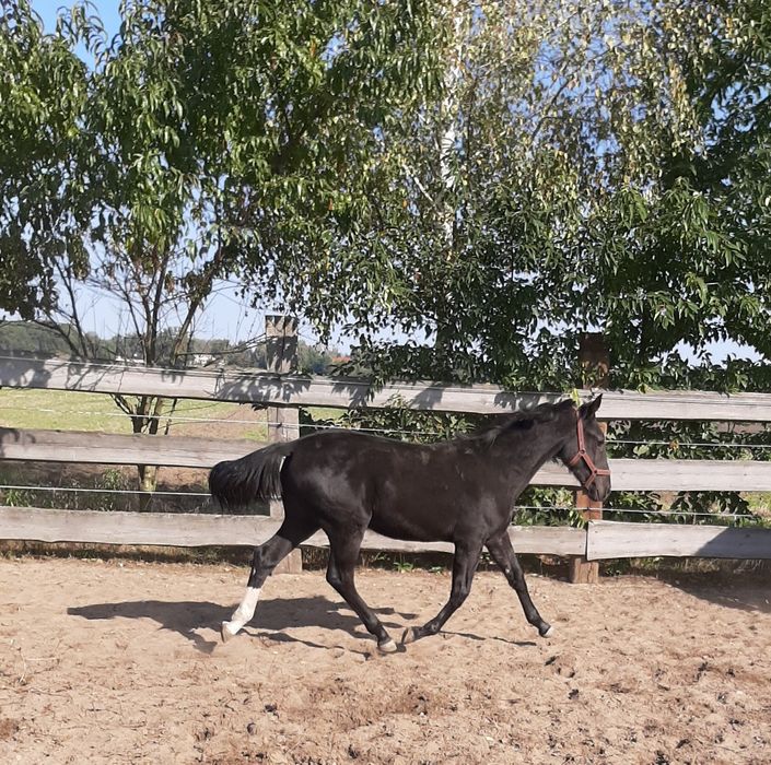 Klaczka śląska kara z 2025