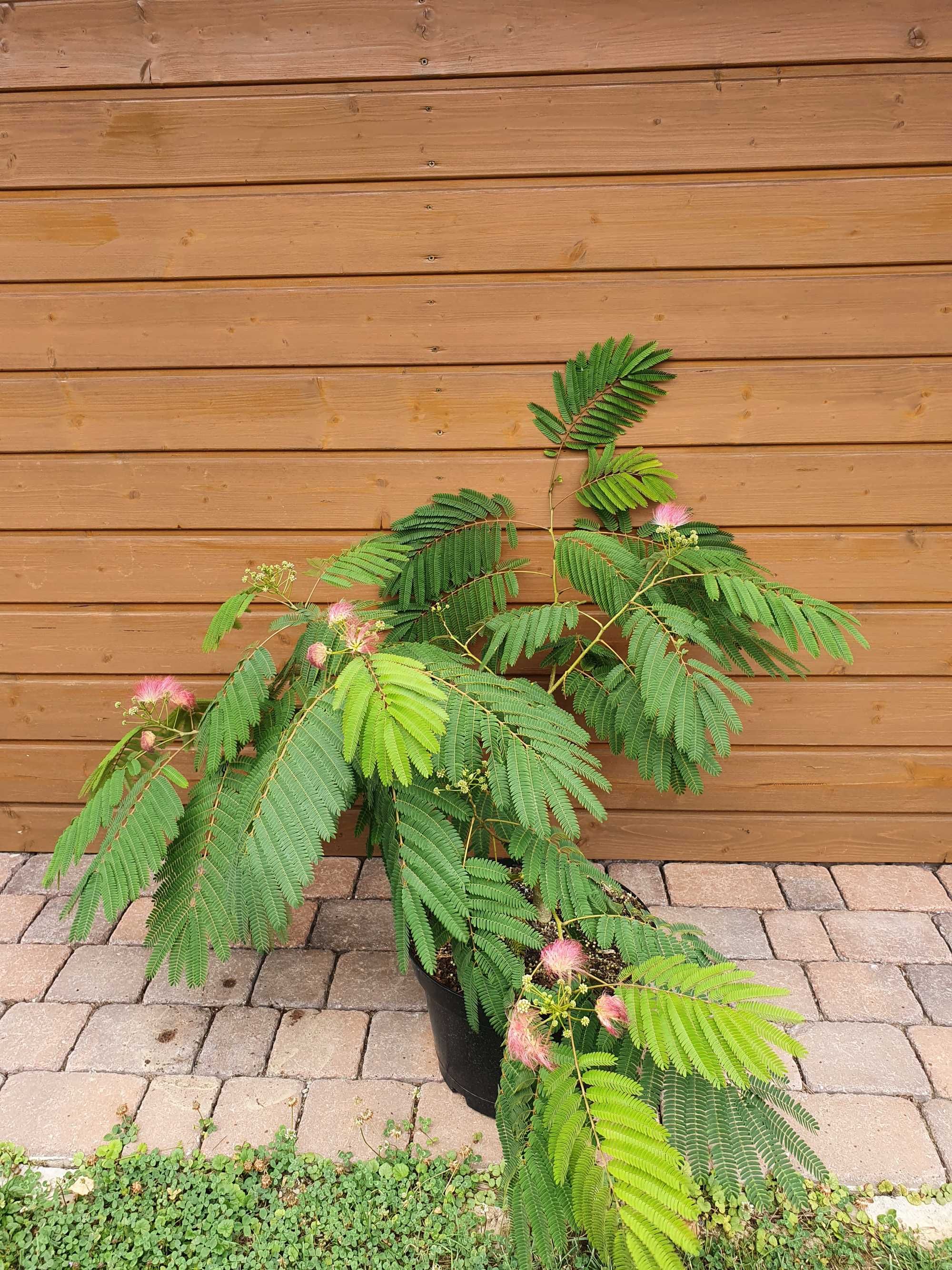 Rododendron, Różanecznik na pniu, krzewy ozdobne