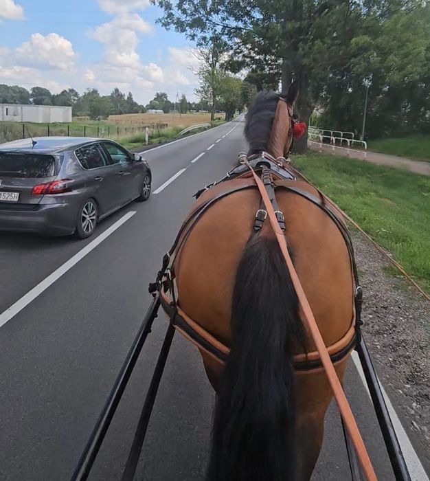sprzedam klacz konie  koń licencja