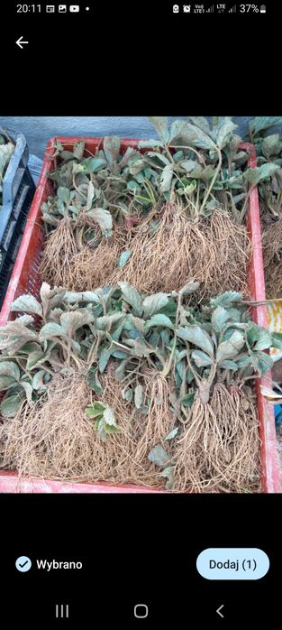 Sprzedam sadzonki truskawek