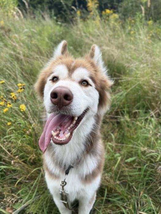 Rocky piękny husky/malamute szuka domu