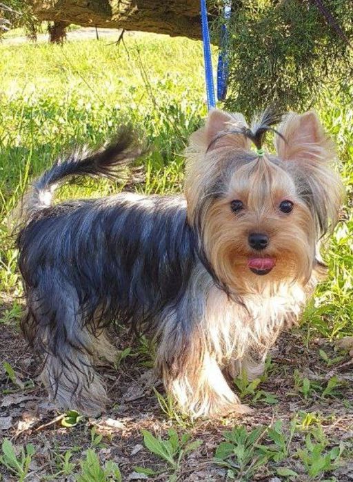 Подрощенные   ЙОРКШИРСКИЕ ТЕРЬЕРЫ ищут заботливую семью