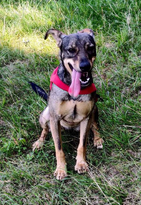 Calineczka  jako pięciomiesięczny szczeniaczek skazana za niewinność