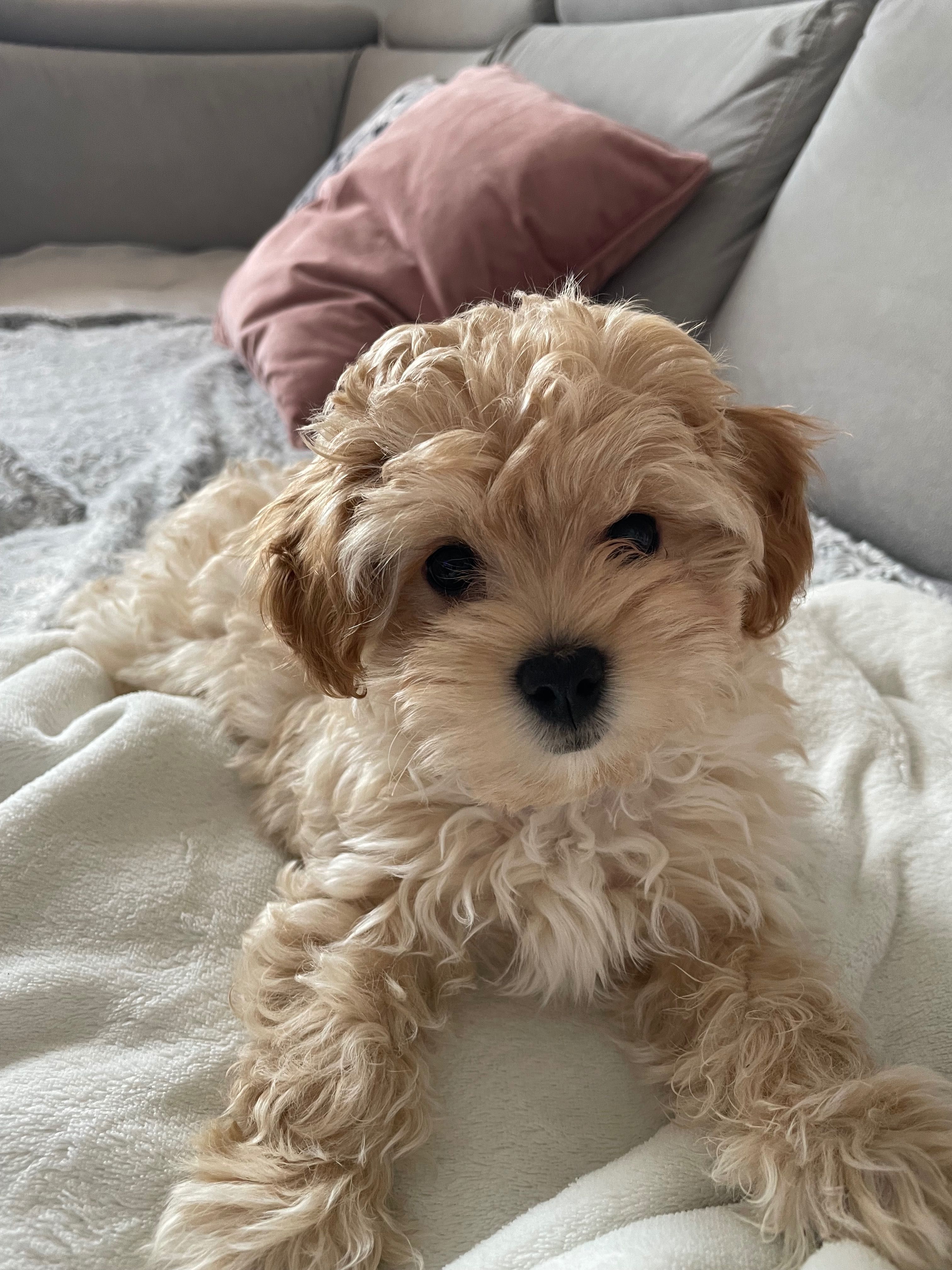 Maltipoo gotowy do zmiany domu