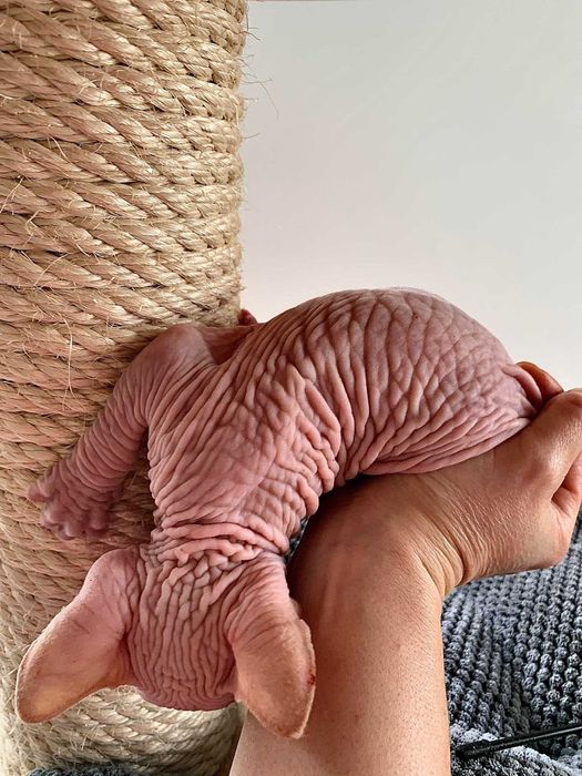 Шкіряний хлопчик. Топ ексклюзив.