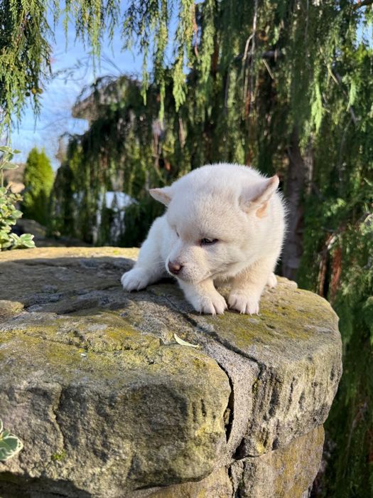 Szczeniaczki shiba Inu FCI