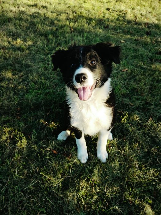Suczka bordercollie