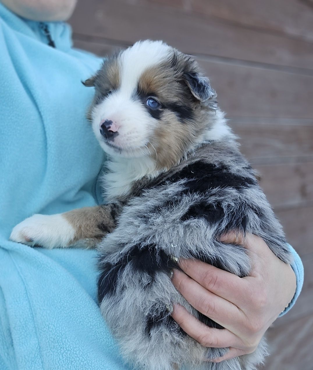 Border Collie piesek UNIKATOWY niebieskooki