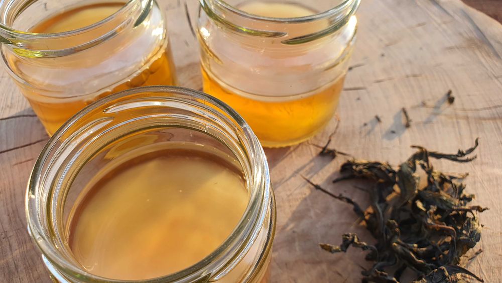 Kombucha starter kombucza starter SCOBY