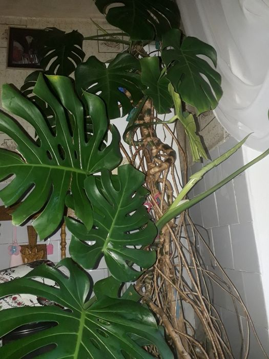 РАСПРОДАЖА Рождественник с вазоном.Декабрист.Зигокактус Шлюмберга