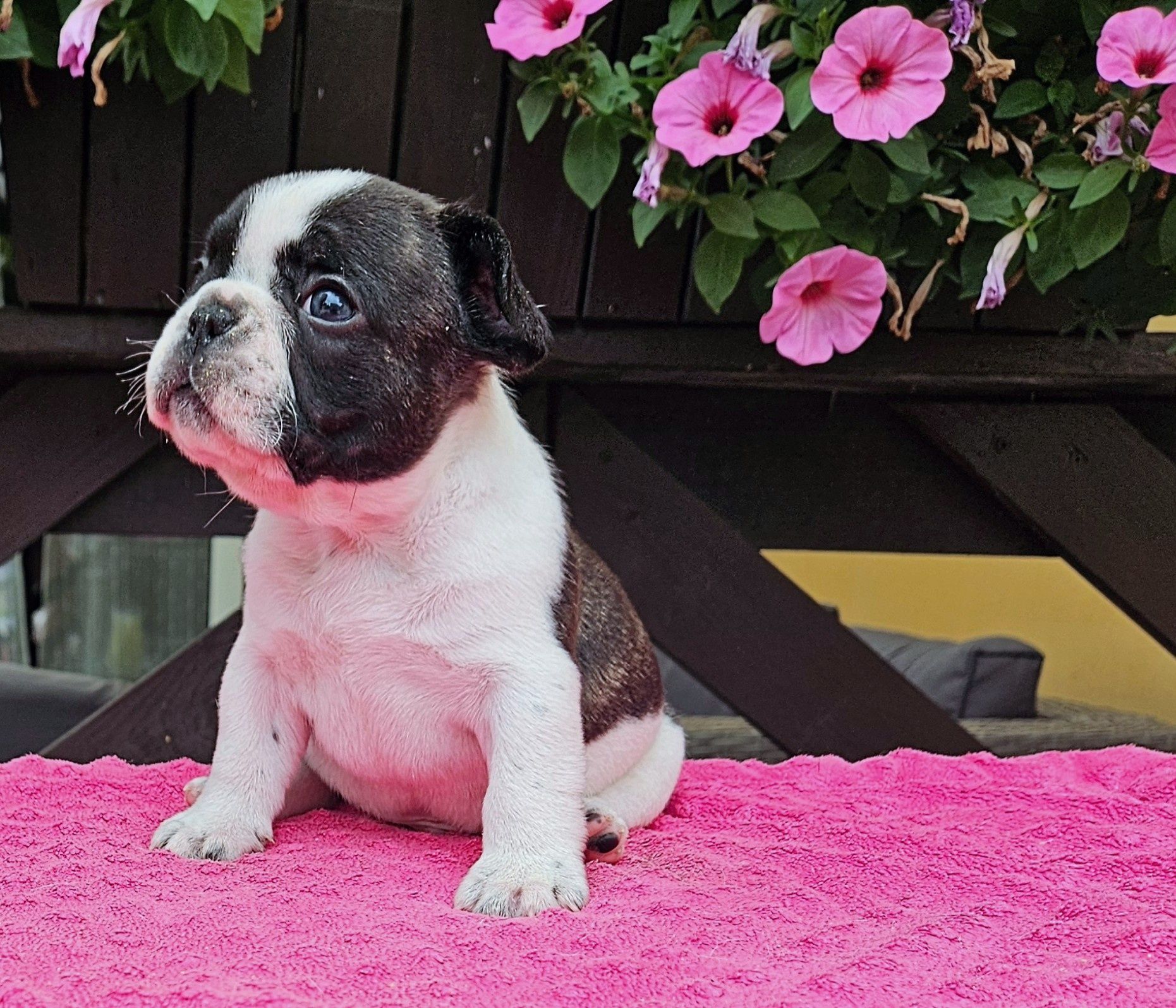 Buldog Francuski