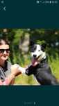 BIMM - mix border collie. 3- letni, łagodny