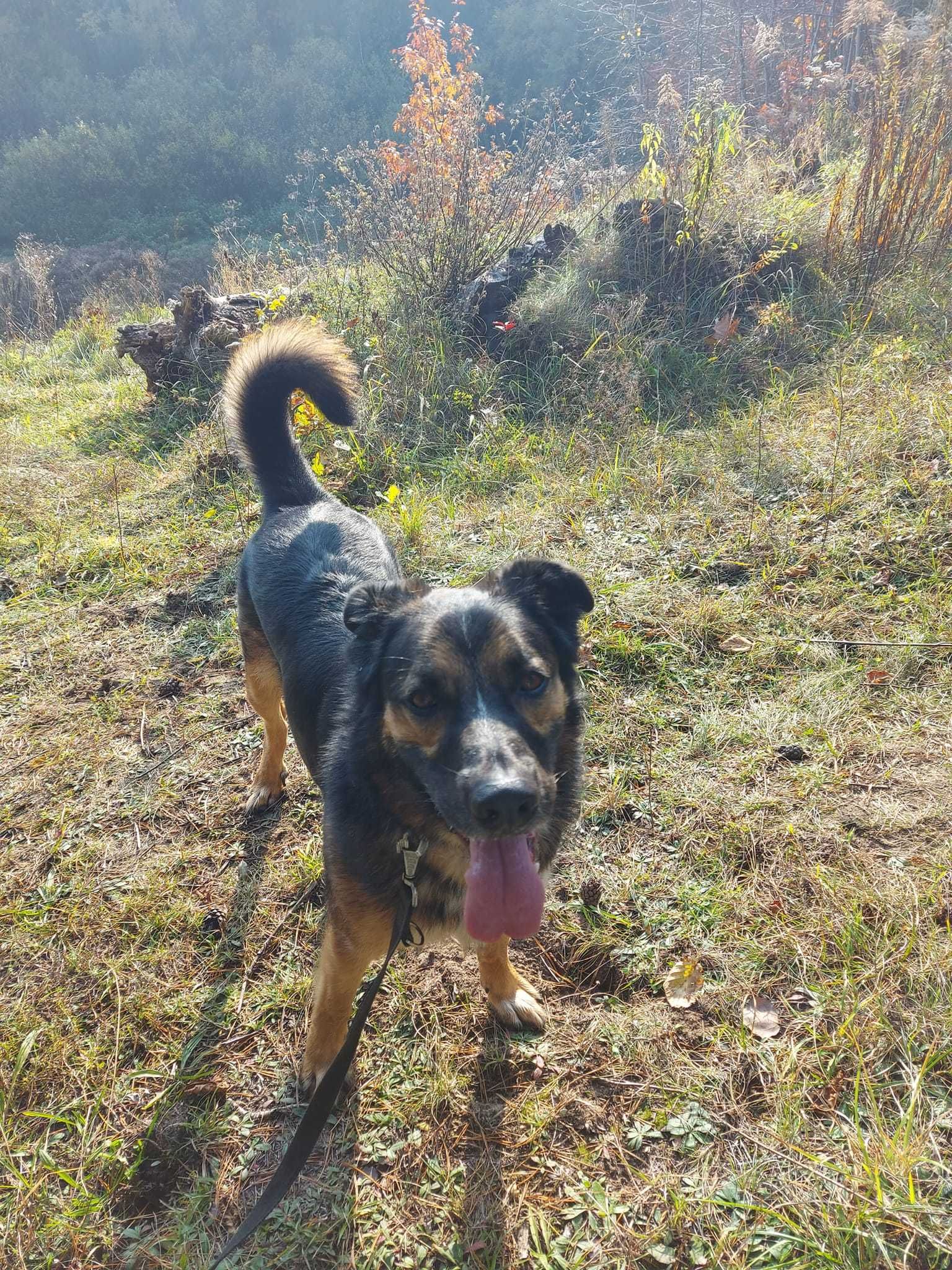 ROCCO - Schronisko dla Zwierząt w Ostródzie