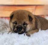 Shiba Inu z rodowodem - wolna suczka - hodowla z doswiadczeniem