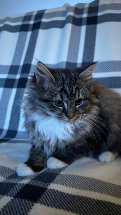 Кошенята на пів породисті