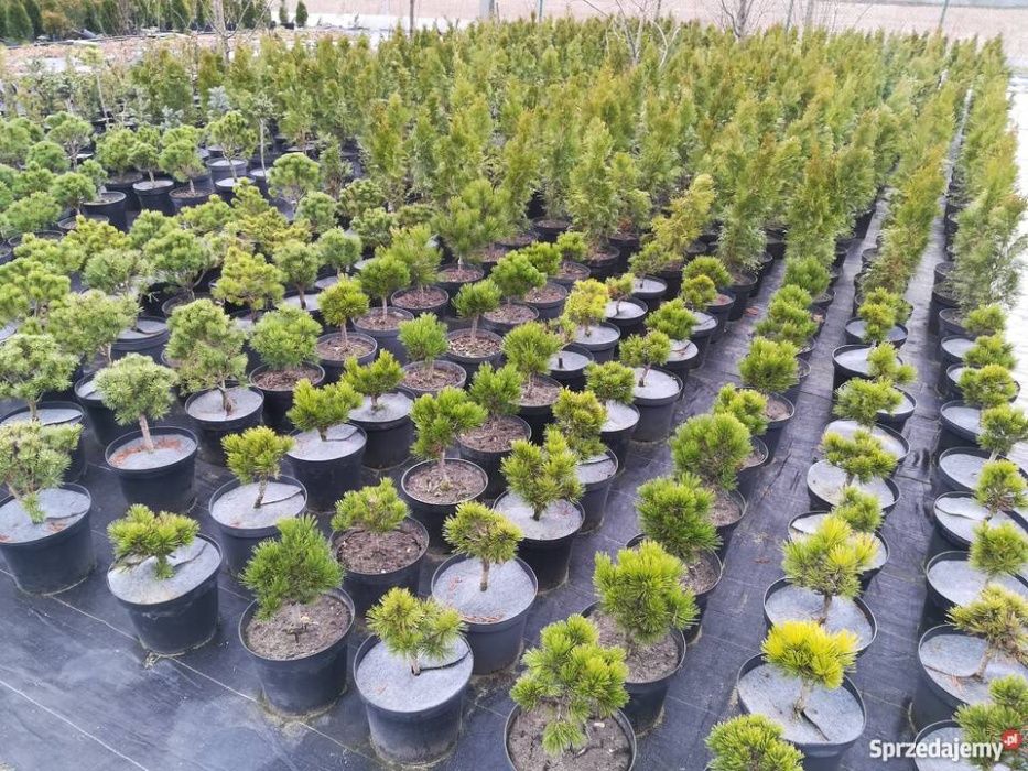 Tuja thuja SZMARAGD wysokość 250 cm w cenie 120 zł kopane z gruntu