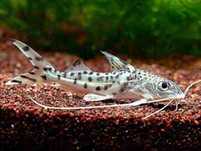 GB sum pictus (Pimelodus pictus)
