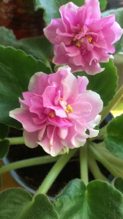 Молодое растение крупной махровой розовой фиалки. Есть детки(дешевле)