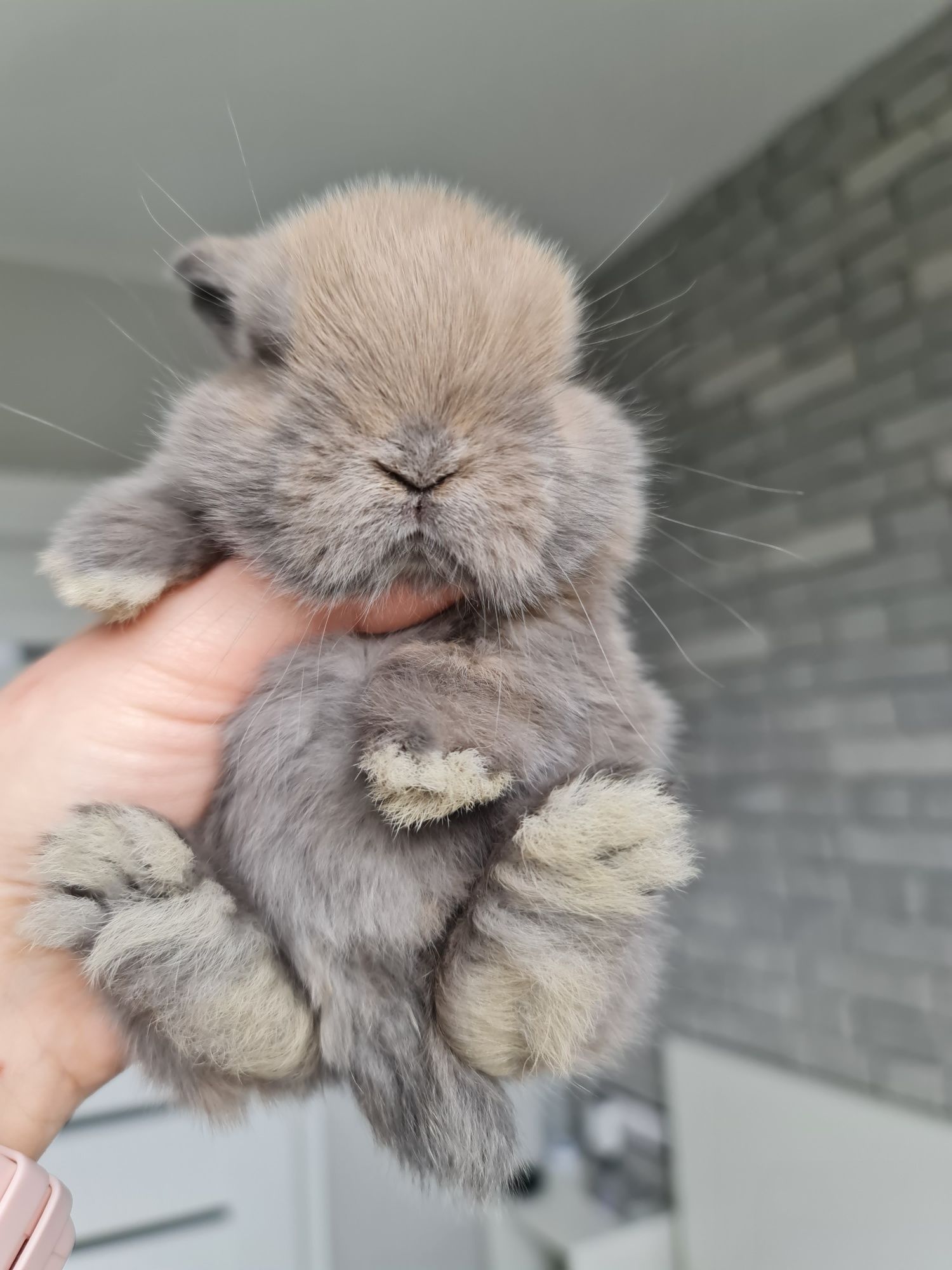 Mini lop królik króliczek baranek miniaturka hodowla badania chip