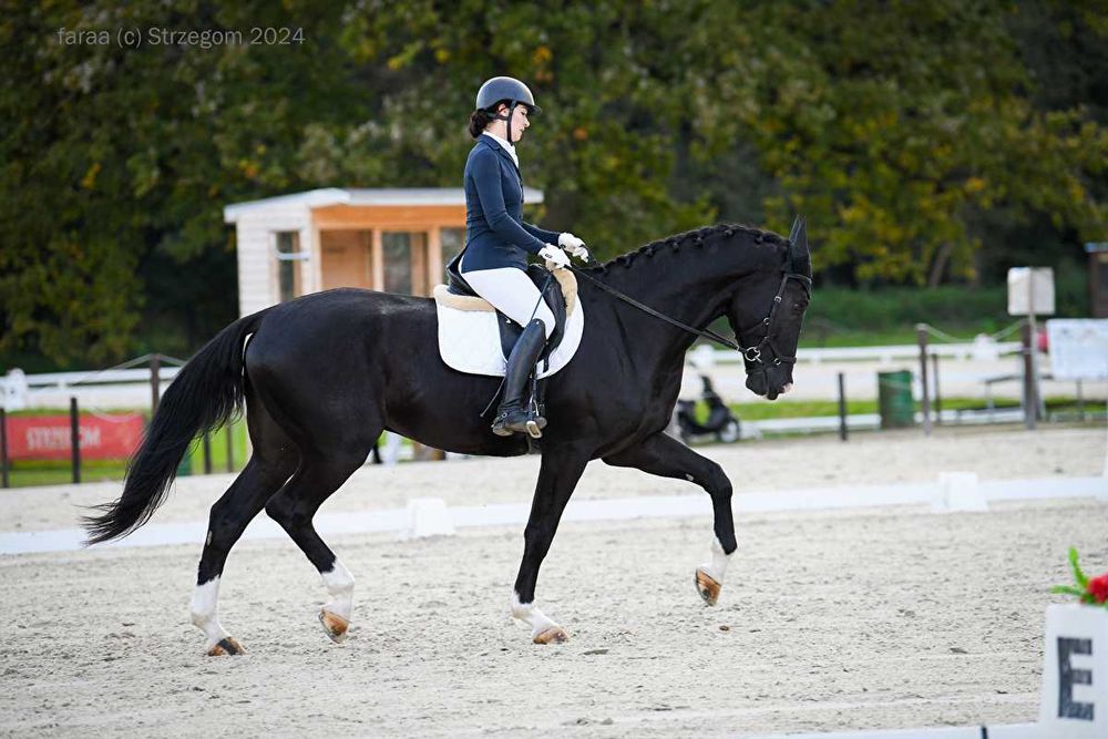 ROCKY 6 letni wałach ujeżdżeniowy TUV NOWA CENA