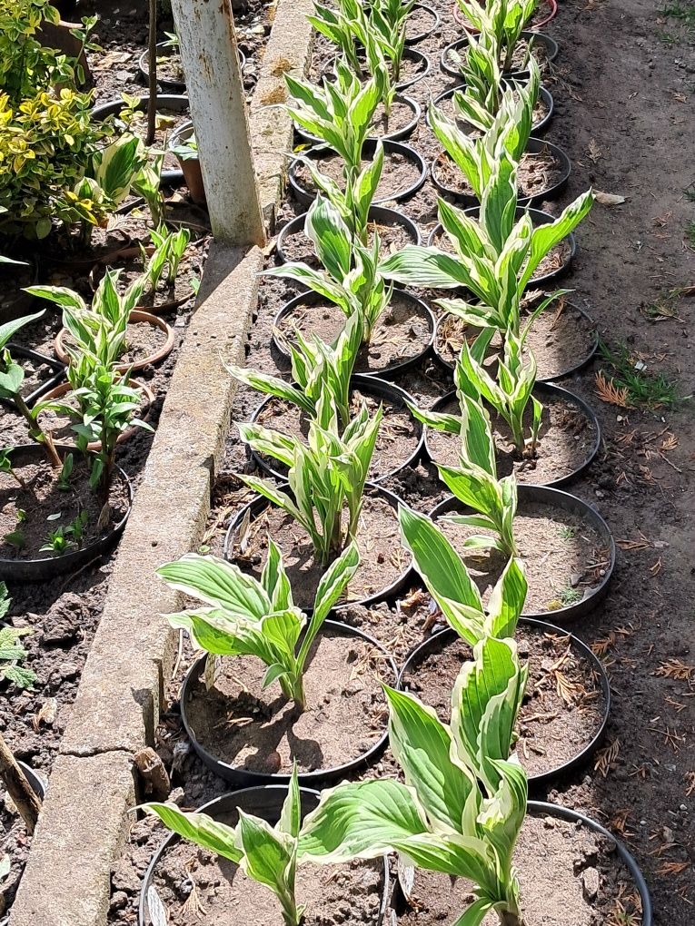 Funkia Hosta * bialo-zielone, zielona i żółto-zielone ,ładne sadzonki
