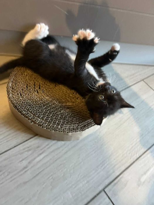 Віддамо кішечку у відповідальні руки