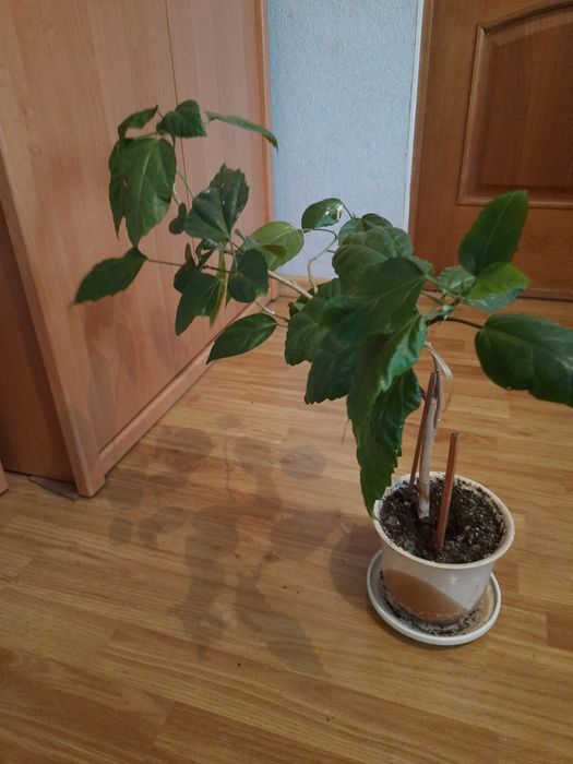 Вазон китайська роза
